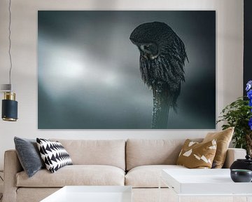 Lapplandeule von Rando Kromkamp Natuurfotograaf