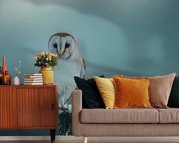 Schleiereule im Schnee