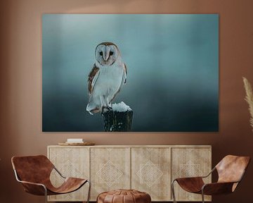 Schleiereule im Schnee von Rando Kromkamp Natuurfotograaf