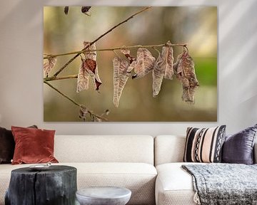 Natural Rhythm: A Row of Winter Leaves by Kristof Leffelaer