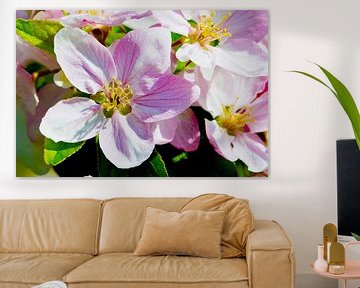 Rosa Apfelblüte im Sonnenlicht von Ivonne Fuhren-van de Kerkhof