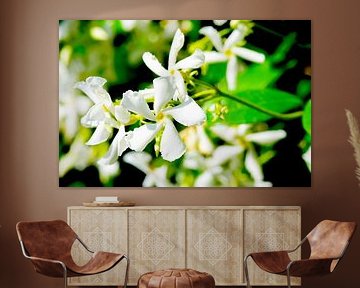 Weißer toskanischer Jasmin von Ivonne Fuhren-van de Kerkhof