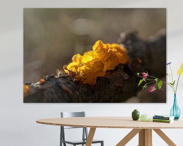 Yellow quaking fungus on oak branch