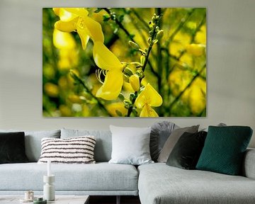 L'ajonc jaune dans sa splendeur printanière sur Ivonne Fuhren-van de Kerkhof