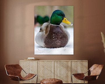 Portrait of a male mallard by Teresa Bauer