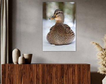 Portrait of a duck by Teresa Bauer