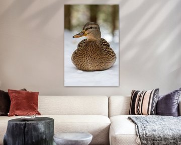 Portrait of a female mallard by Teresa Bauer