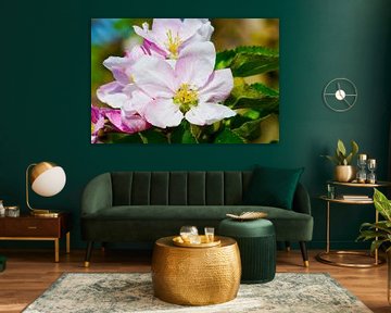 Zartrosa Apfelblüten im Frühling von Ivonne Fuhren-van de Kerkhof