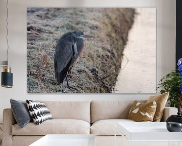 Blue heron in the freezing cold by Marcel Jagt