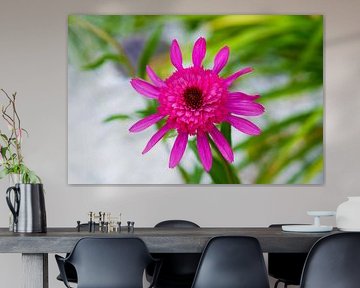 Magenta echinacea in zacht licht van Ivonne Fuhren-van de Kerkhof
