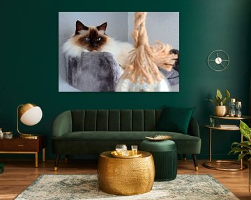 Sacred Birman: Serenity in Close-up