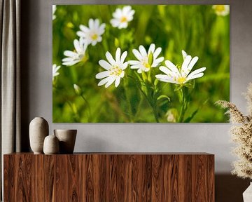 Witte stellaria bloem in groen van Ivonne Fuhren-van de Kerkhof
