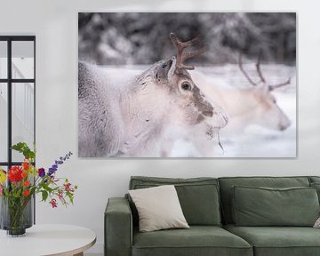 Rendieren in de sneeuw | reisfotografie print | Lapland Finland