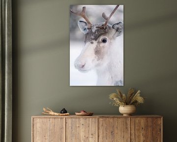 Portret van een jong rendier | reisfotografie print | Lapland Finland van Kimberley Jekel