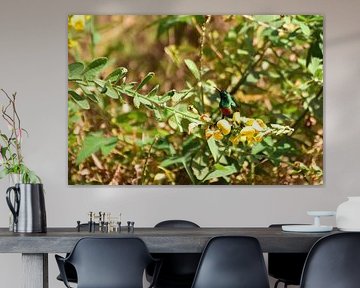 Bird watching, this time a honey sucker, in The Gambia by Renzo de Jonge