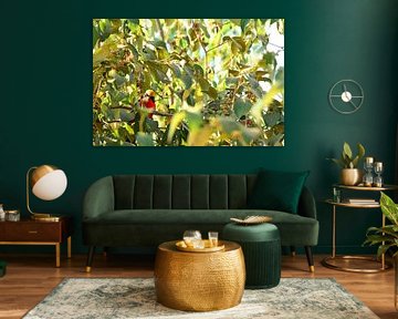 Bird watching, this time a golden-capped fiskin, in The Gambia by Renzo de Jonge