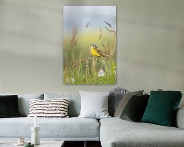 Yellow wagtail singing in the grass by Daniëlle de Ridder