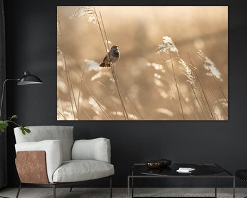 Bluethroat in backlight by Daniëlle de Ridder