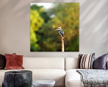 Elsterfischer auf der Suche nach einem Fisch von Renzo de Jonge