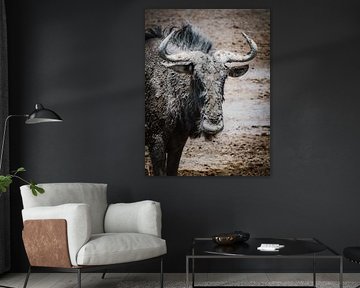 Een gnoe op de zoutvlakte van de Kalahari woestijn