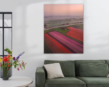 Spring colours in the Polder - Tulip fields in Soft Morning Light by Ewold Kooistra