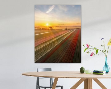 Sunrise at Schermerhorn - Tulip fields and Mill in Golden Light by Ewold Kooistra