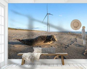 Robben auf der Maasvlakte.