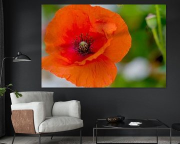 Leuchtend roter Mohn in grüner Umgebung von Ivonne Fuhren-van de Kerkhof