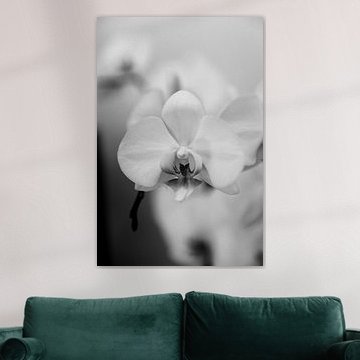 Orchidee - Kus me