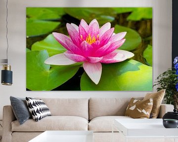 Rosa Seerose in Ruhe von Ivonne Fuhren-van de Kerkhof