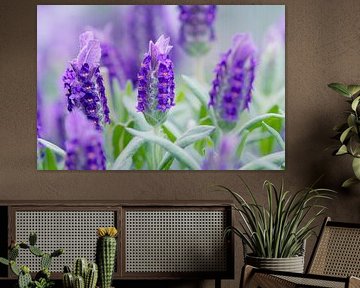 Violett-Lavendel in zartem Grün von Ivonne Fuhren-van de Kerkhof