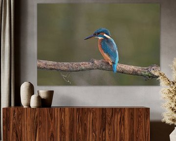 De mooiste vogel van Robert van Brug