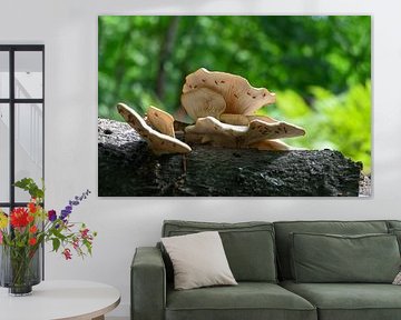 Oyster mushrooms in Brasschaat's Peerdsbos by Kristof Leffelaer