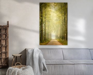 Allée d'arbres brumeuse en Drenthe - route forestière atmosphérique à Echtensedijk sur KB Design & Photography (Karen Brouwer)
