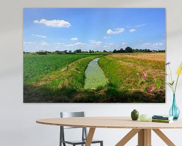 Paysage agricole d'été dans le nord du Limbourg