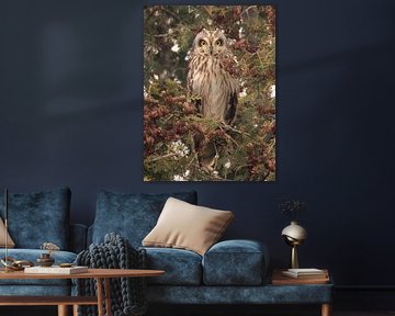 Der stille Blick einer Sumpfohreule von Patrick van Bakkum