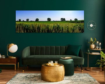 Panorama Bergen : L'étendue de l'été dans le Limbourg