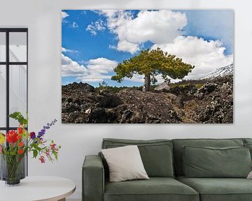 Magische Kiefer am schneebedeckten Vulkan Ätna in Sizilien