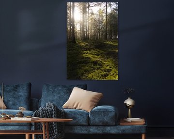Le soleil matinal perce la forêt sur Geert Van Baelen