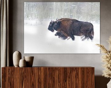 Europäisches Bisonkalb im Schnee von Jeffrey Hol