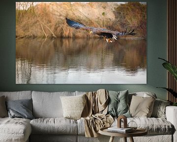 white-tailed eagle by Andy van der Steen - Fotografie