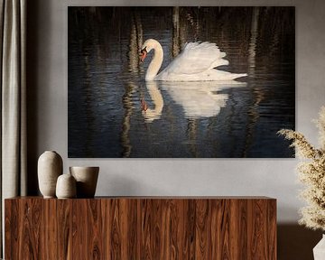 Mute swan with mirror image 1 by Jaap Tanis