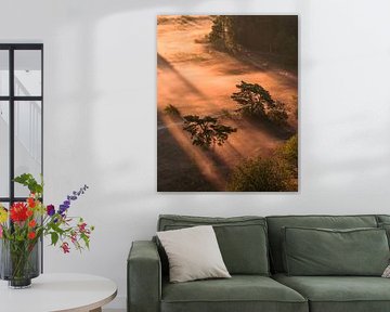 Brouillard doré dans la forêt du matin sur Ewold Kooistra