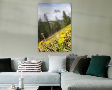 Frühlingshafte Berglandschaft im Wettersteingebirge mit grünen Wiesen und markanten Gipfeln. von Miriam Schwarzfischer Fotografie