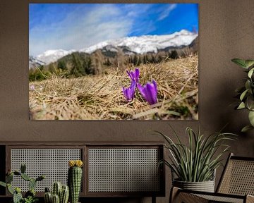 Frühlingshafte Berglandschaft im Wettersteingebirge mit grünen Wiesen und markanten Gipfeln. von Miriam Schwarzfischer Fotografie