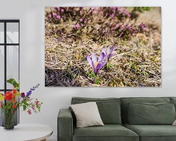 Frühlingshafte Berglandschaft im Wettersteingebirge mit grünen Wiesen und markanten Gipfeln. von Miriam Schwarzfischer Fotografie