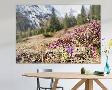 Spring-like mountain landscape in the Wetterstein mountains with green meadows and striking peaks.