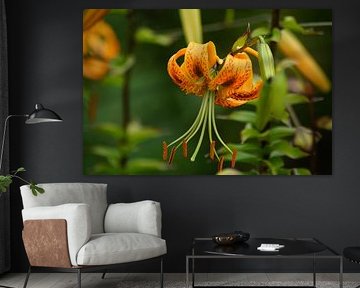 Blüte der Tigerlilie von Karsten Mücke