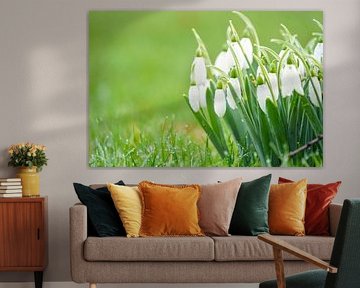 Snowdrops in the grass