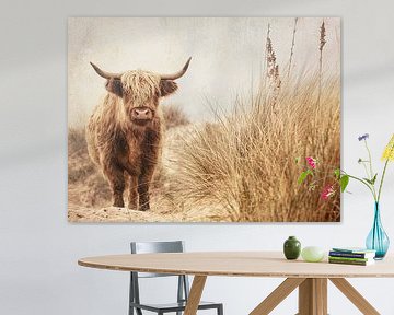 Highlander in Dünenlandschaft von Vlindertuin-Art
